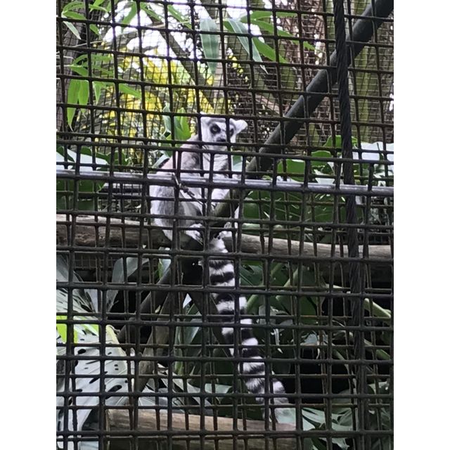 Lemur catta