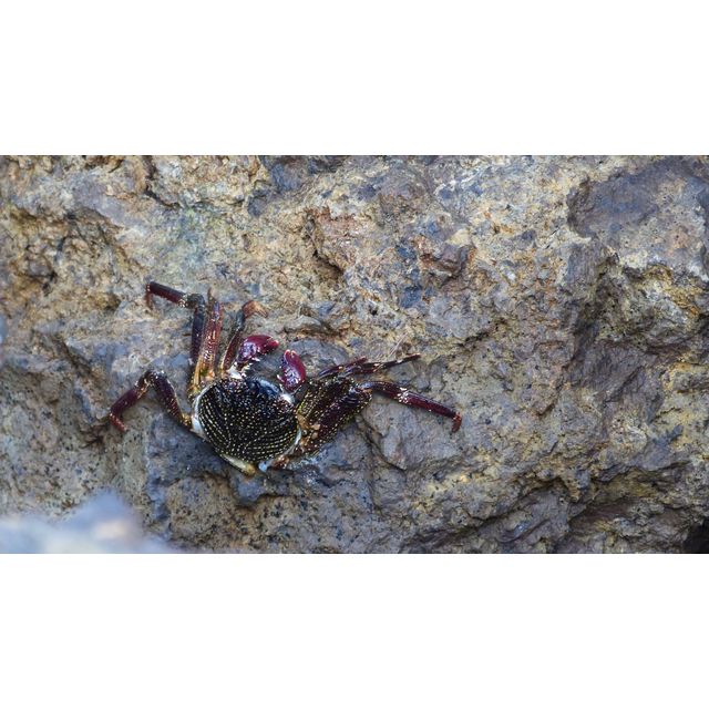 Grapsus tenuicrustatus