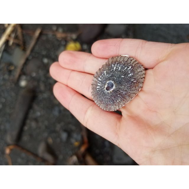 Cellana exarata