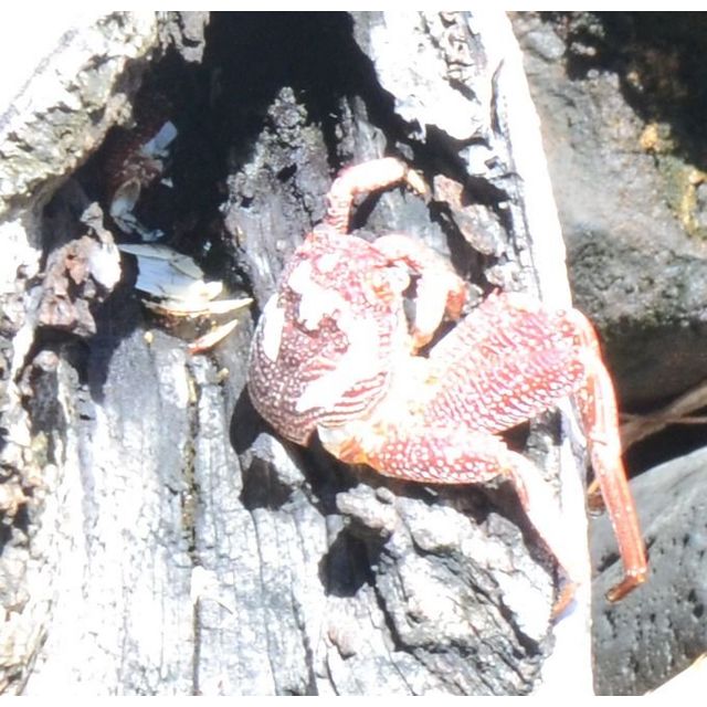 Grapsus tenuicrustatus