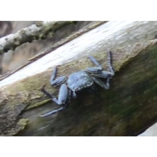 Grapsus tenuicrustatus