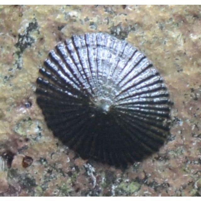 Cellana exarata