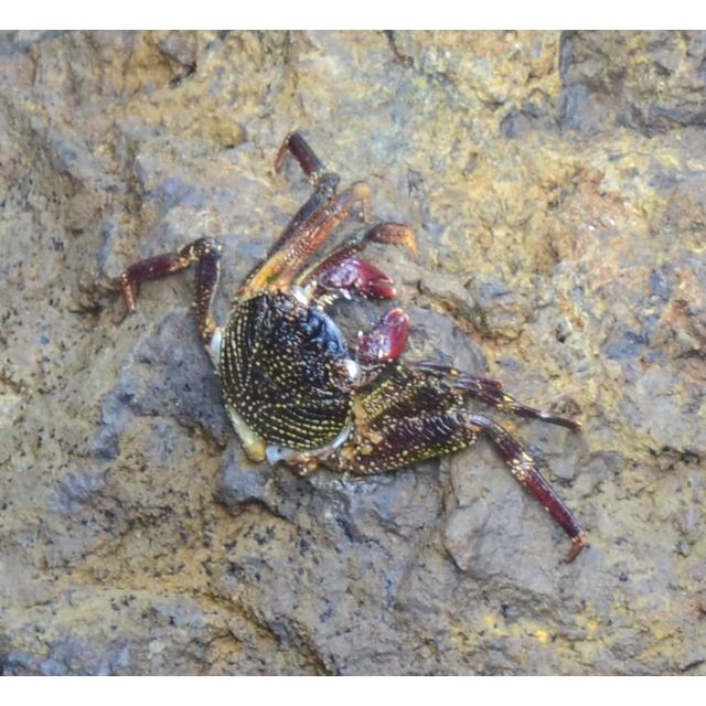 Grapsus tenuicrustatus