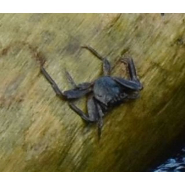 Grapsus tenuicrustatus