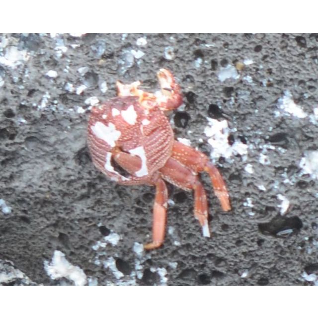 Grapsus tenuicrustatus