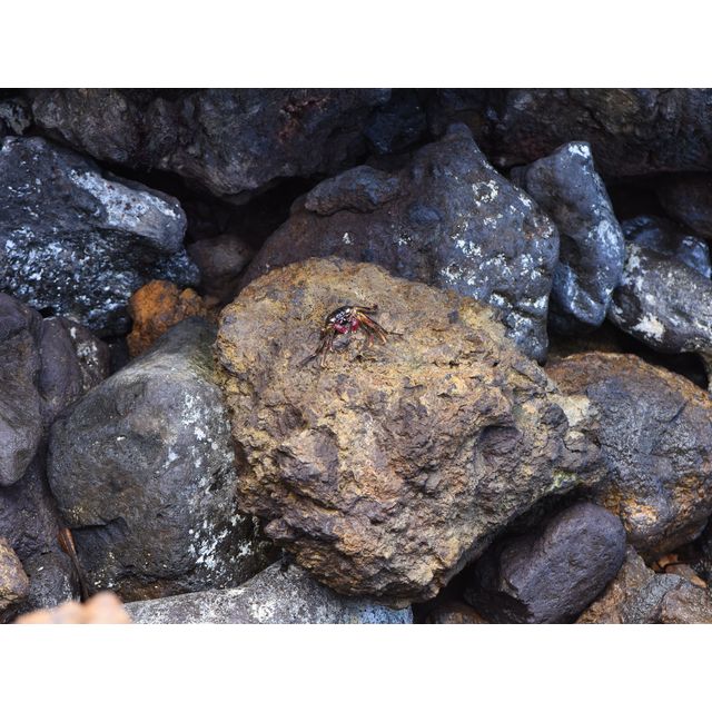Grapsus tenuicrustatus