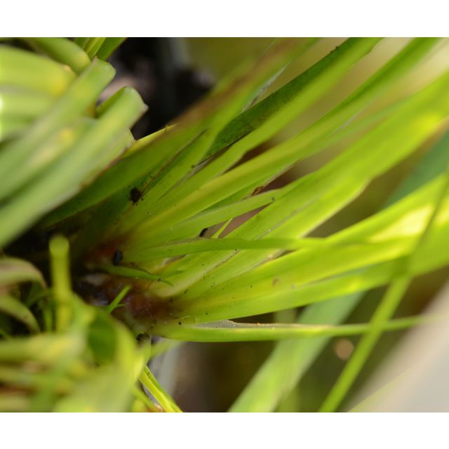 Scientific name: Acorus gramineus; family: Acoraceae; common name: Dwarf Sedge; origin: Japan
