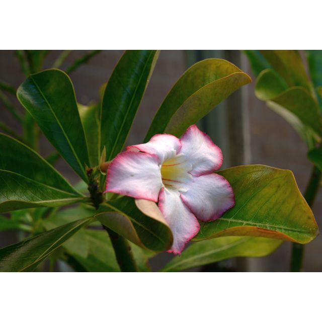 Scientific name: Adenium obesum; family: Apocynaceae; common name: Sabi Star; origin: Africa