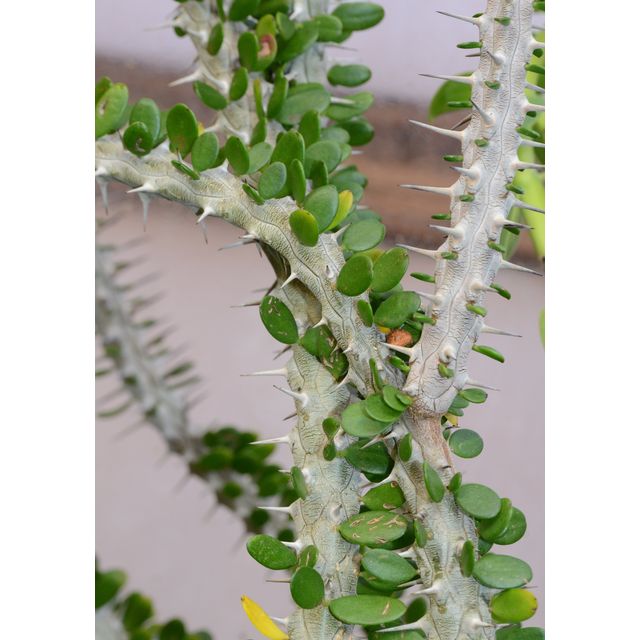 Scientific name: Alluaudia procera; family: Didiereaceae; common name: Madagascar Ocotillo; origin: South Madagascar