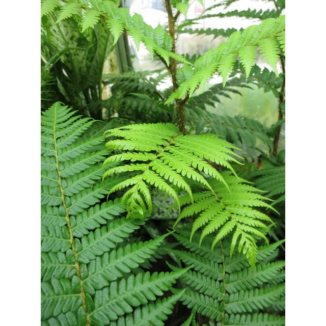Scientific name: Alsophila australis; family: Cyatheaceae; common name: Rough Tree Fern; origin: Australia