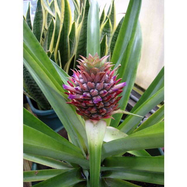 Scientific name: Ananas comosus; family: Bromeliaceae; common name: Pineapple; origin: South America
