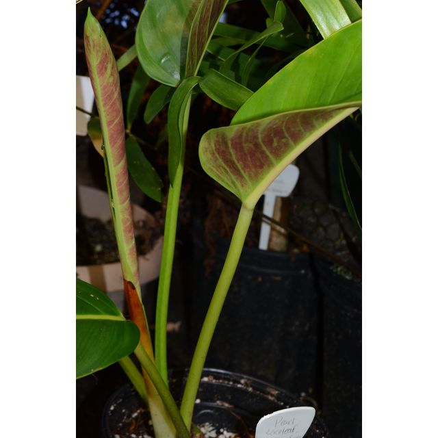 Scientific name: Anthurium scandens; family: Araceae; common name: Pearl Laceleaf; origin: Central America, South America