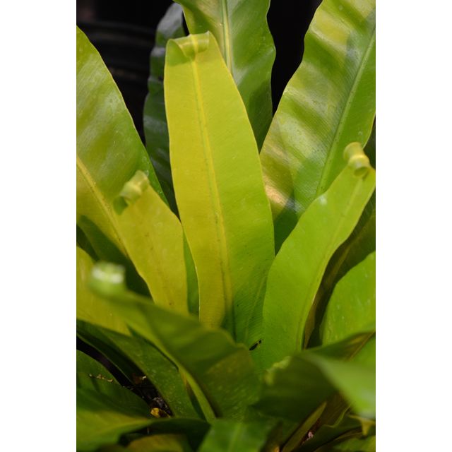 Scientific name: Asplenium nidus; family: Aspleniaceae; common name: Bird's Nest Fern; origin: South Asia