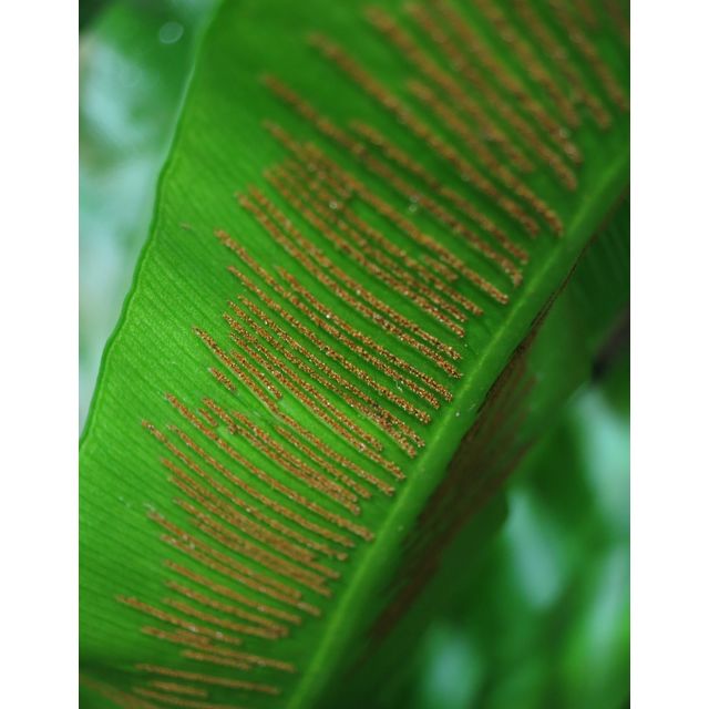 Scientific name: Asplenium nidus; family: Aspleniaceae; common name: Bird's Nest Fern; origin: South Asia