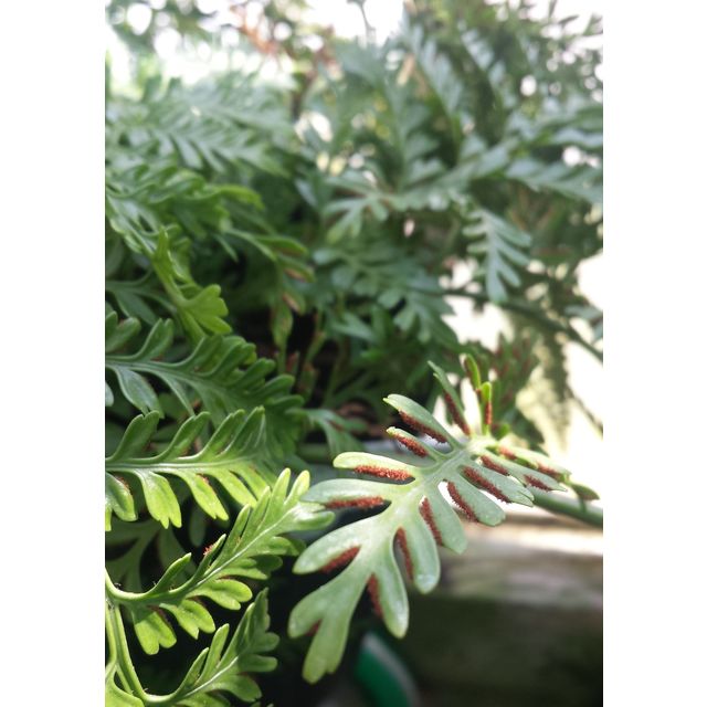 Scientific name: Asplenium sp. cv. 'Austral Gem'; family: Aspleniaceae; common name: NA; origin: Australia