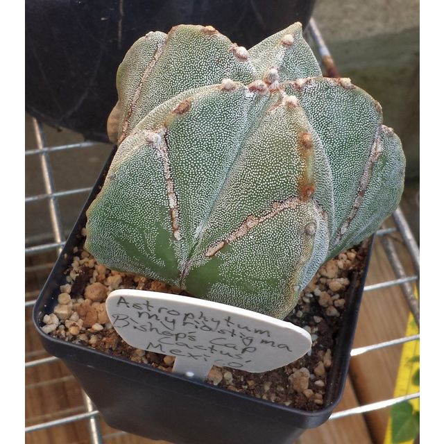 Scientific name: Astrophytum myriostigma; family: Cactaceae; common name: Bishop's Cap Cactus; origin: Mexico