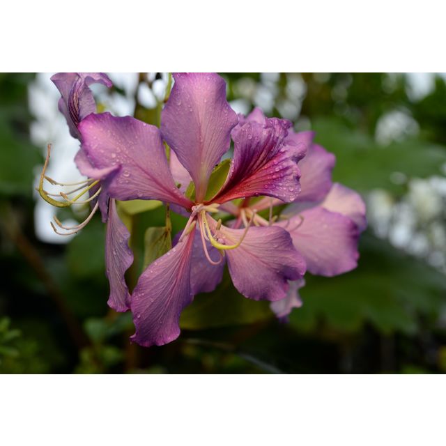 Scientific name: Bauhinia variegata; family: Leguminosae; common name: Orchid Tree; origin: South Asia