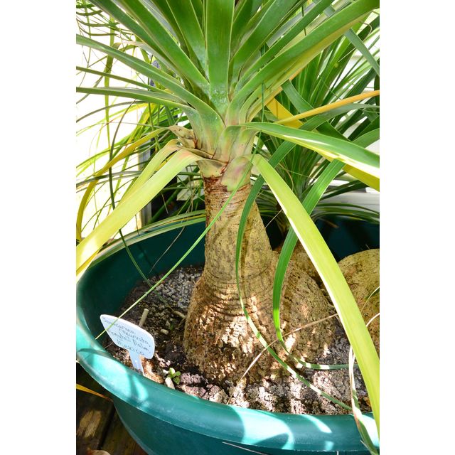 Scientific name: Beaucarnea recurvata; family: Asparagaceae; common name: Ponytail Palm; origin: Mexico