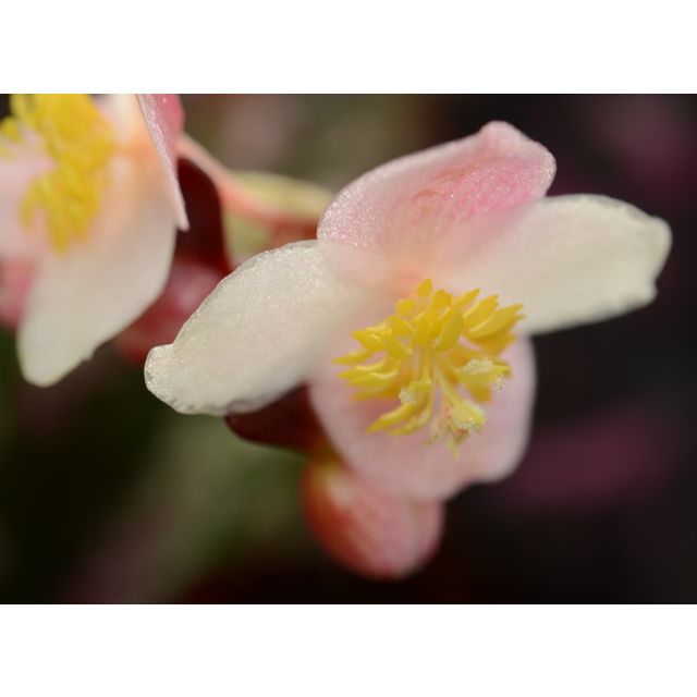 Scientific name: Begonia rex; family: Begoniaceae; common name: Wax Begonia; origin: India
