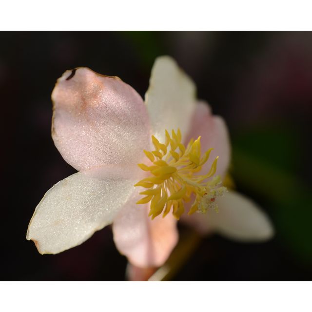 Scientific name: Begonia rex; family: Begoniaceae; common name: Wax Begonia; origin: India