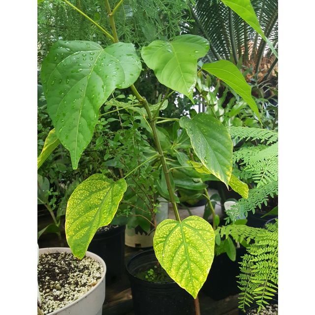 Scientific name: Bixa orellana; family: Bixaceae; common name: Achiote; origin: Central and South America