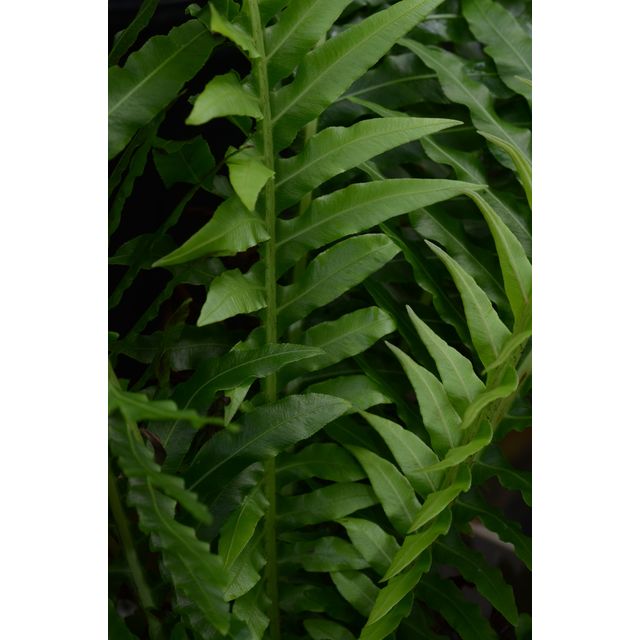 Scientific name: Blechnum gibbum; family: Blechnaceae; common name: Silver Lady; origin: Australia