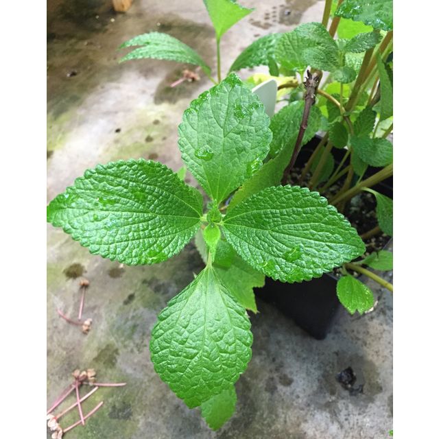 Scientific name: Boehmeria nivea; family: Urticaceae; common name: The Ramie; origin: Eastern Asia