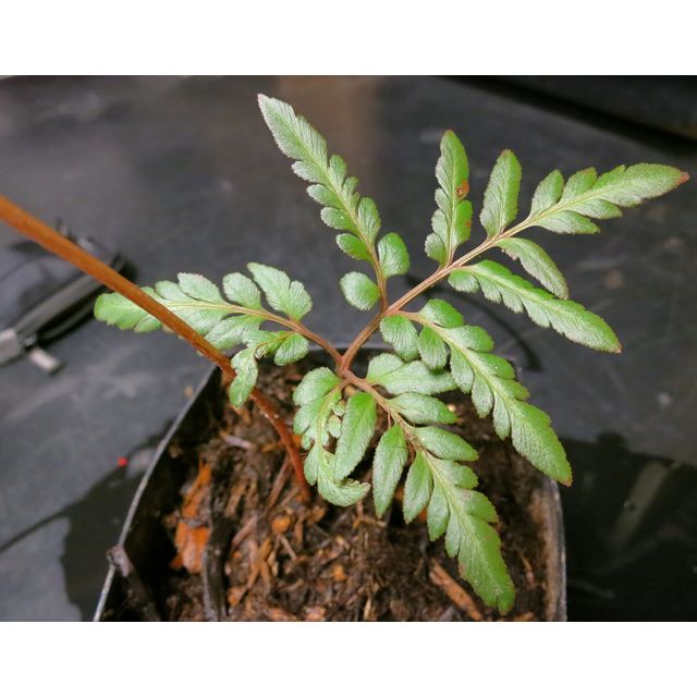 Scientific name: Botrychium virginianum; family: Ophioglossaceae; common name: Rattlesnake Fern; origin: Eurasia and North America