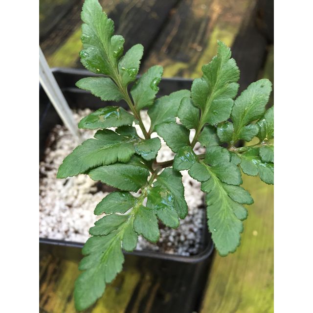 Scientific name: Botrychium virginianum; family: Ophioglossaceae; common name: Rattlesnake Fern; origin: Eurasia and North America