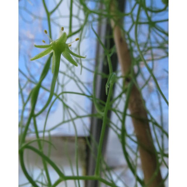Scientific name: Bowiea volubilis; family: Asparagaceae; common name: Climbing Onion; origin: South Africa
