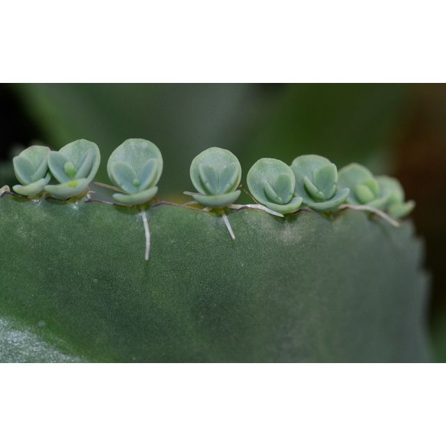 Scientific name: Bryophyllum laetivirens; family: Crassulaceae; common name: Mother Of Thousands; origin: Africa