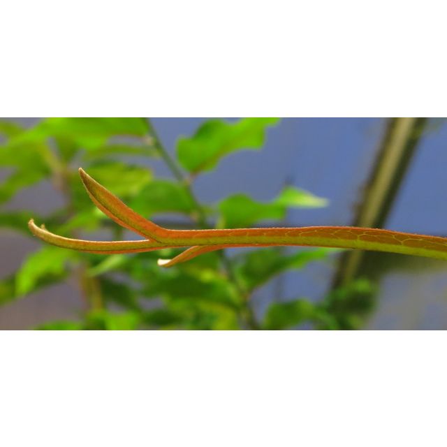 Scientific name: Buckinghamia celsissima; family: Proteaceae; common name: Ivory Curl; origin: Queensland, Australia