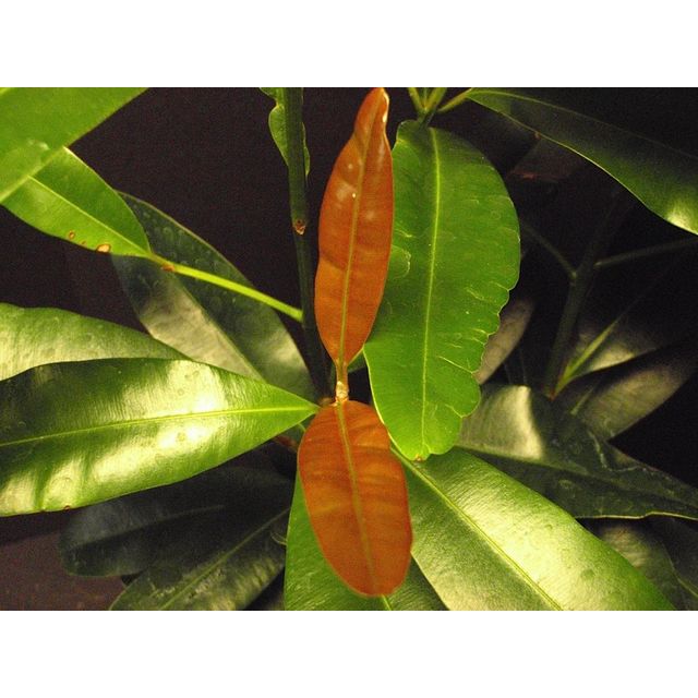 Scientific name: Calophyllum brasiliense; family: Clusiaceae; common name: Maria; origin: Central Amerca