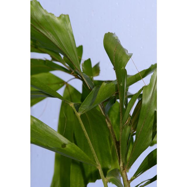 Scientific name: Caryota mitis; family: Palmae; common name: Fishtail Palm; origin: South Asia
