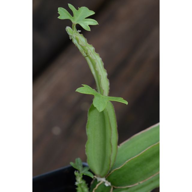 Scientific name: Cissus quadrangularis; family: Vitaceae; common name: Veldt Grape; origin: India