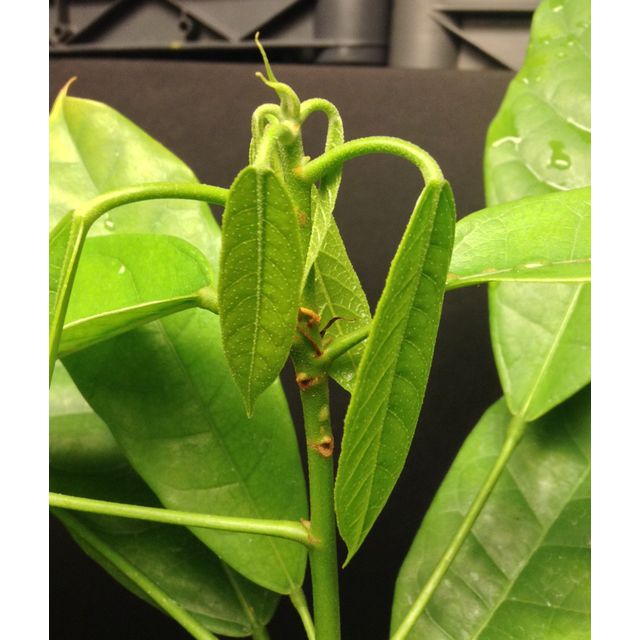 Scientific name: Cola nitida; family: Malvaceae; common name: Kola Nut; origin: Africa