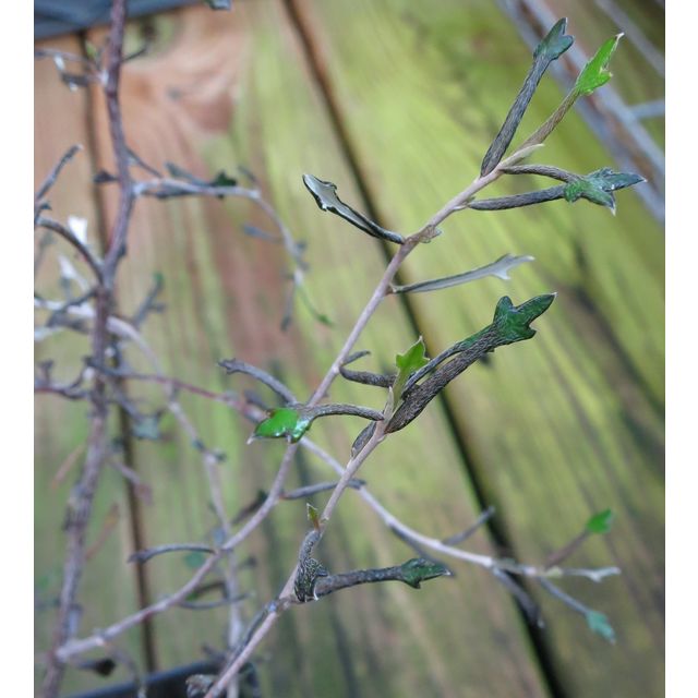 Scientific name: Corokia cotoneaster; family: Argophyllaceae; common name: Wire-Netting Bush; origin: New Zealand