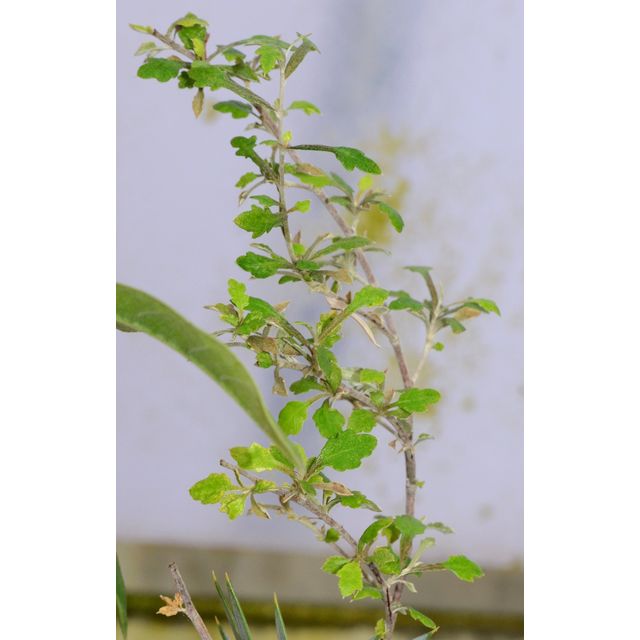 Scientific name: Corokia cotoneaster; family: Argophyllaceae; common name: Wire-Netting Bush; origin: New Zealand