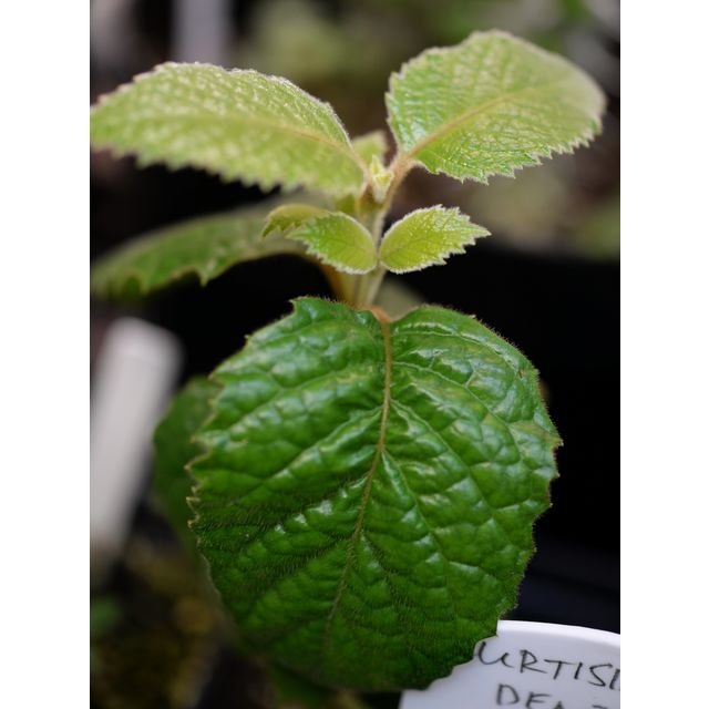 Scientific name: Curtisia dentata; family: Curtisiaceae; common name: Assegai Tree; origin: Southern Africa