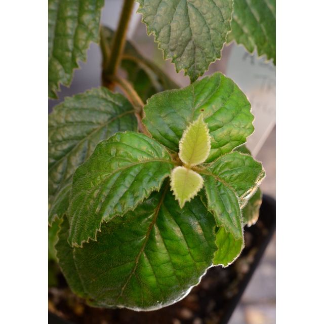 Scientific name: Curtisia dentata; family: Curtisiaceae; common name: Assegai Tree; origin: Southern Africa