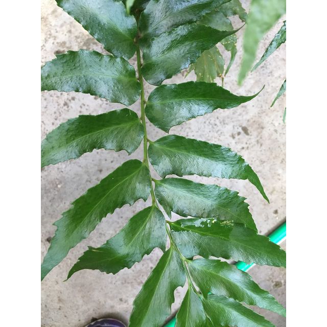 Scientific name: Cyrtomium falcatum; family: Dryopteridaceae; common name: Japanese Holly Fern; origin: Eastern Asia