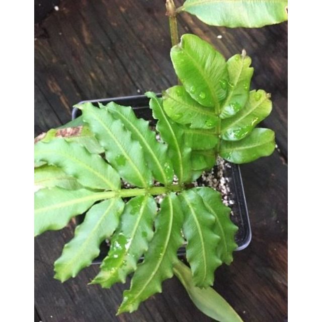 Scientific name: Danaea grandifolia; family: Danaeaceae; common name: Danaea; origin: Central America