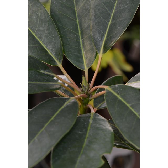 Scientific name: Daphniphyllum macropodum; family: Daphniphyllaceae; common name: False Daphne; origin: Japan