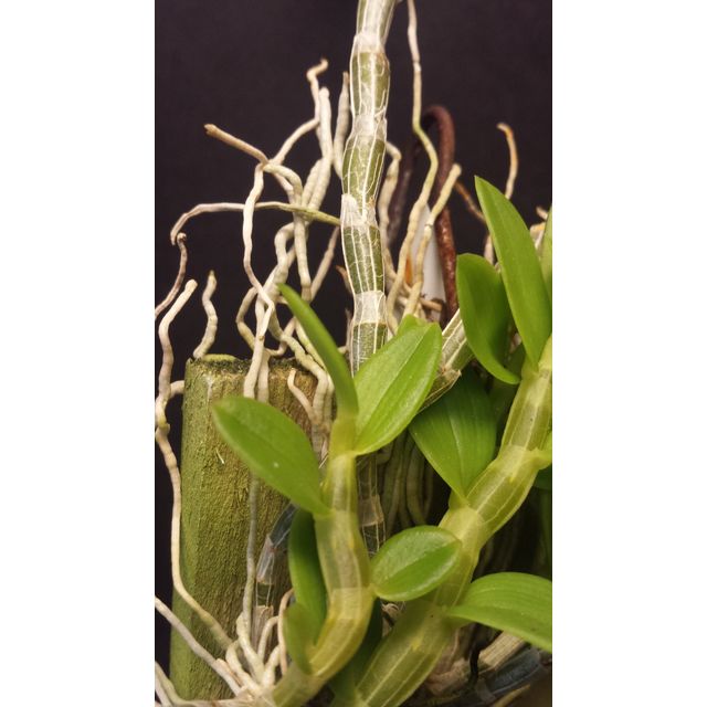 Scientific name: Dendrobium loddigesii; family: Orchidaceae; common name: Loddiges' Dendrobium; origin: Laos