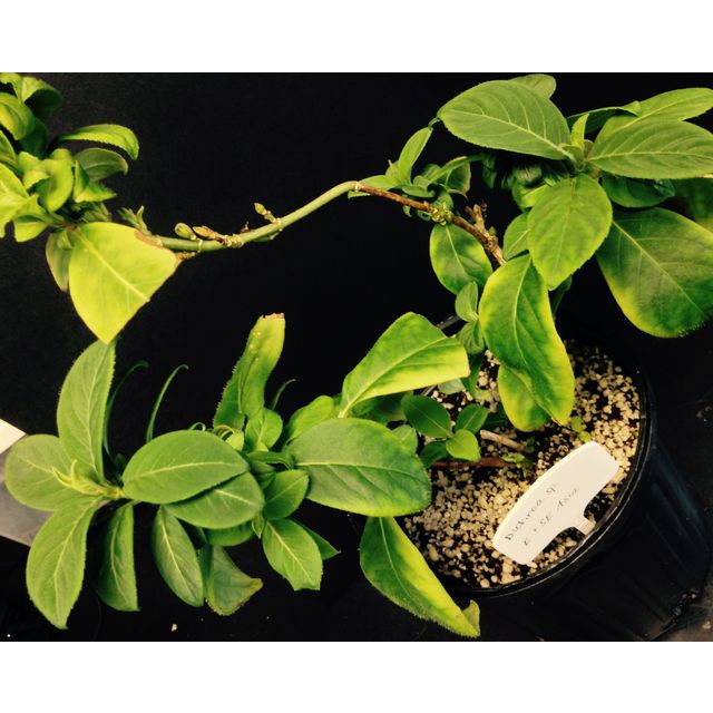 Scientific name: Dichroa febrifuga; family: Hydrangeaceae; common name: Gigil; origin: East Asia