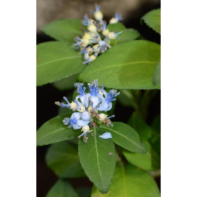 Scientific name: Dichroa febrifuga; family: Hydrangeaceae; common name: Gigil; origin: East Asia