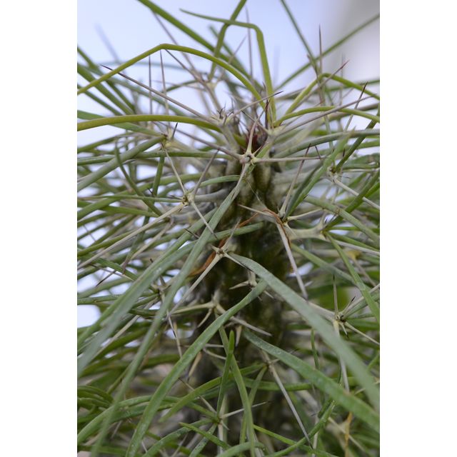 Scientific name: Didierea madagascariensis; family: Didiereaceae; common name: Octopus Tree; origin: Madagascar