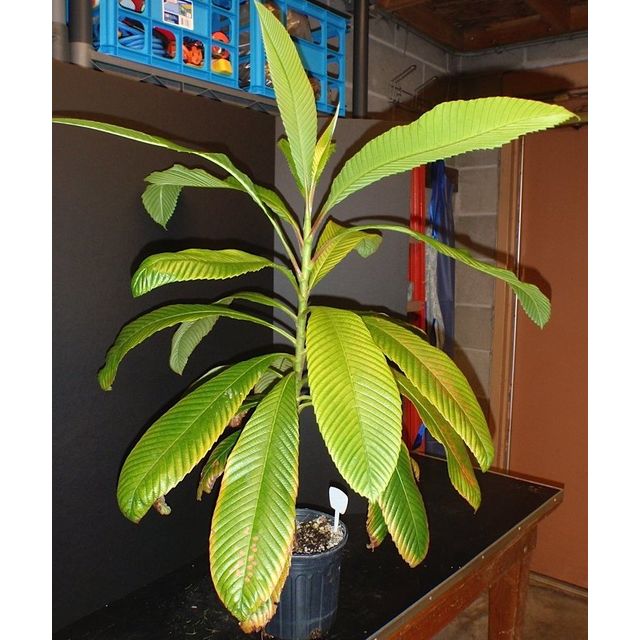 Scientific name: Dillenia indica; family: Dilleniaceae; common name: Elephant Apple; origin: South Asia