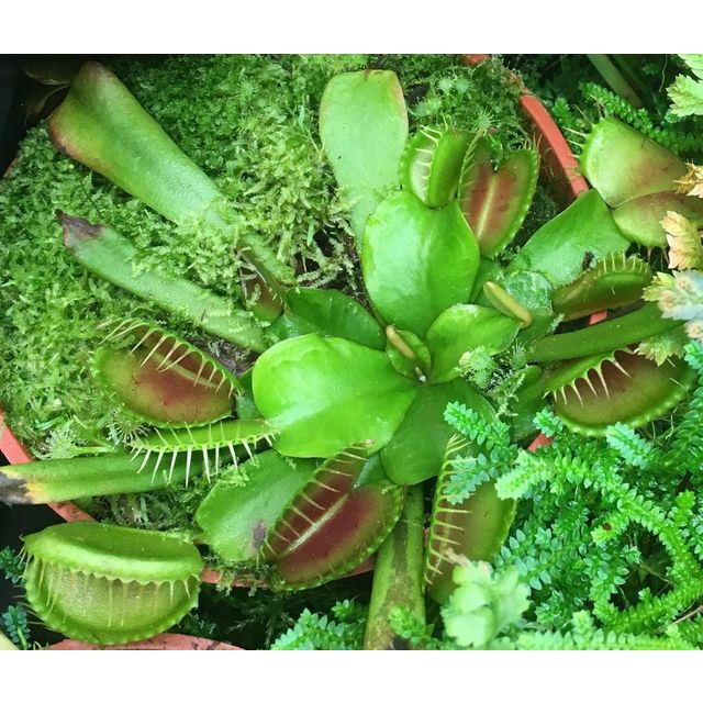 Scientific name: Dionaea muscipula; family: Droseraceae; common name: Venus Flytrap; origin: N. and S. Carolina