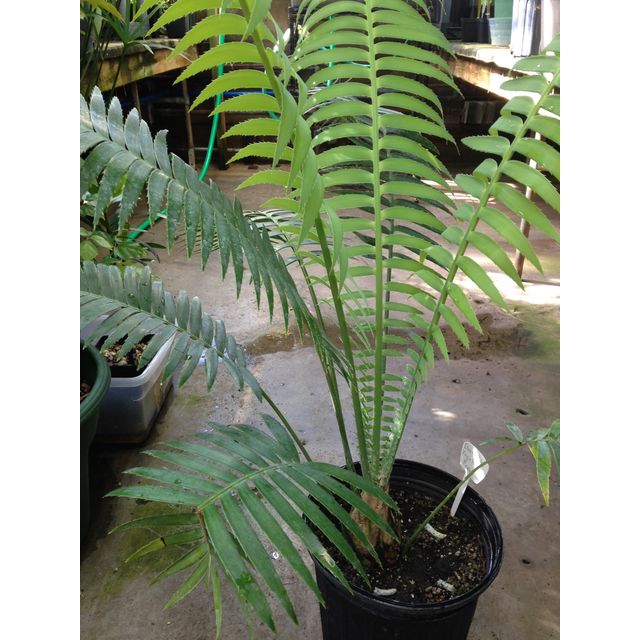 Scientific name: Dioon edule; family: Zamiaceae; common name: Virgin Palm; origin: Mexico